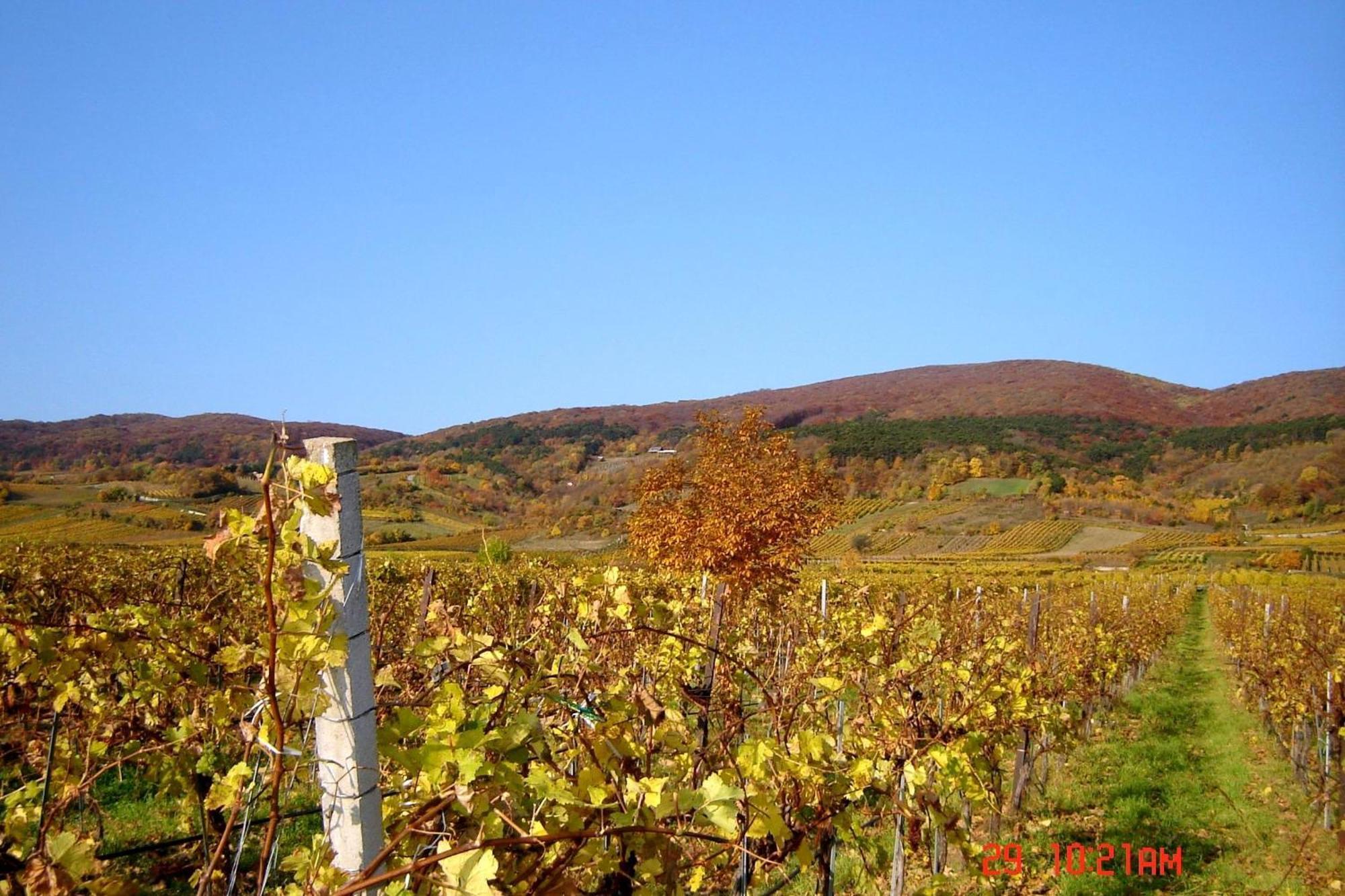Winzerhotel Gumpoldskirchen Dış mekan fotoğraf